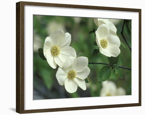 Pacific Dogwood Along Merced River, Yosemite National Park, California, USA-Adam Jones-Framed Photographic Print