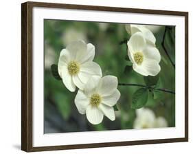 Pacific Dogwood Along Merced River, Yosemite National Park, California, USA-Adam Jones-Framed Photographic Print