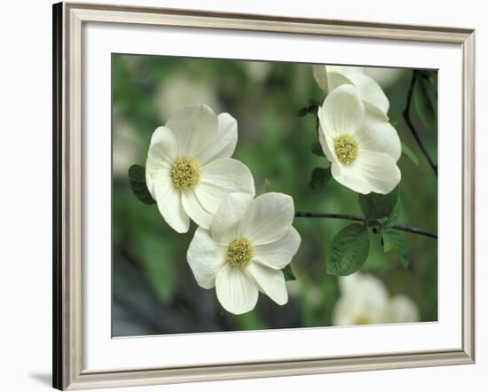 Pacific Dogwood Along Merced River, Yosemite National Park, California, USA-Adam Jones-Framed Photographic Print