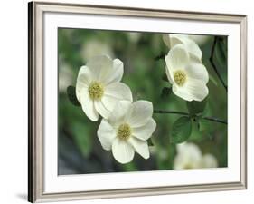 Pacific Dogwood Along Merced River, Yosemite National Park, California, USA-Adam Jones-Framed Photographic Print