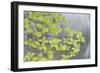 Pacific Dogwood Branch over Rainbow Creek, Stehekin, Washington, USA-Jaynes Gallery-Framed Photographic Print