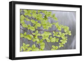 Pacific Dogwood Branch over Rainbow Creek, Stehekin, Washington, USA-Jaynes Gallery-Framed Photographic Print