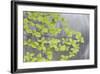 Pacific Dogwood Branch over Rainbow Creek, Stehekin, Washington, USA-Jaynes Gallery-Framed Photographic Print