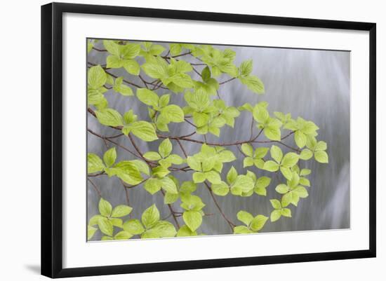 Pacific Dogwood Branch over Rainbow Creek, Stehekin, Washington, USA-Jaynes Gallery-Framed Photographic Print