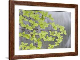 Pacific Dogwood Branch over Rainbow Creek, Stehekin, Washington, USA-Jaynes Gallery-Framed Photographic Print