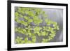 Pacific Dogwood Branch over Rainbow Creek, Stehekin, Washington, USA-Jaynes Gallery-Framed Photographic Print