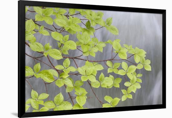 Pacific Dogwood Branch over Rainbow Creek, Stehekin, Washington, USA-Jaynes Gallery-Framed Photographic Print