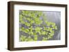 Pacific Dogwood Branch over Rainbow Creek, Stehekin, Washington, USA-Jaynes Gallery-Framed Photographic Print