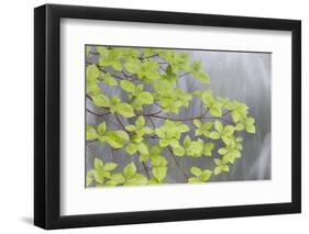 Pacific Dogwood Branch over Rainbow Creek, Stehekin, Washington, USA-Jaynes Gallery-Framed Photographic Print