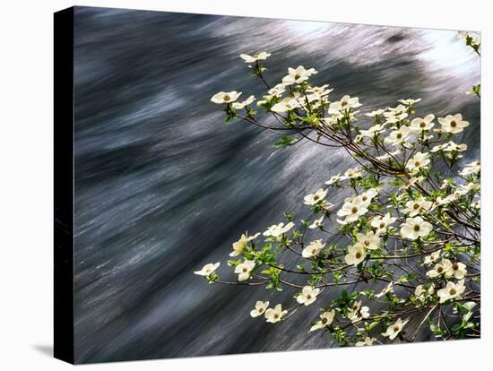 Pacific Dogwood (Cornus nuttallii) flowers blooming over Mackenzie River, Willamette National Fo...-null-Stretched Canvas