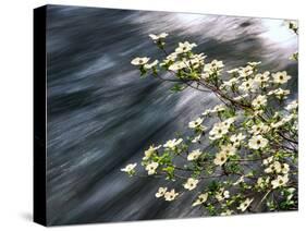 Pacific Dogwood (Cornus nuttallii) flowers blooming over Mackenzie River, Willamette National Fo...-null-Stretched Canvas