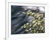 Pacific Dogwood (Cornus nuttallii) flowers blooming over Mackenzie River, Willamette National Fo...-null-Framed Photographic Print