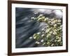 Pacific Dogwood (Cornus nuttallii) flowers blooming over Mackenzie River, Willamette National Fo...-null-Framed Photographic Print