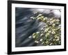 Pacific Dogwood (Cornus nuttallii) flowers blooming over Mackenzie River, Willamette National Fo...-null-Framed Photographic Print