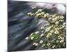 Pacific Dogwood (Cornus nuttallii) flowers blooming over Mackenzie River, Willamette National Fo...-null-Mounted Photographic Print