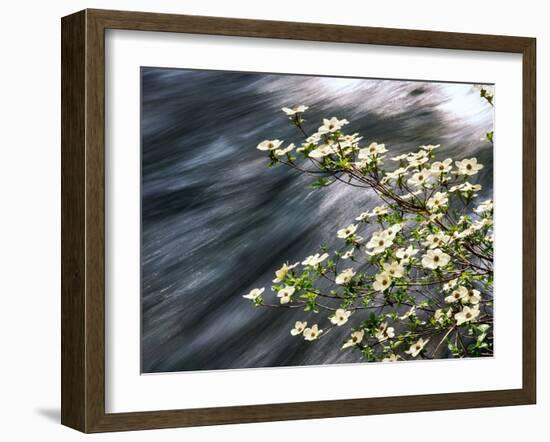 Pacific Dogwood (Cornus nuttallii) flowers blooming over Mackenzie River, Willamette National Fo...-null-Framed Photographic Print