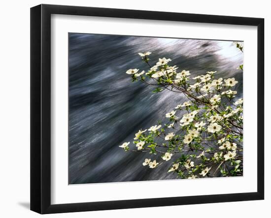 Pacific Dogwood (Cornus nuttallii) flowers blooming over Mackenzie River, Willamette National Fo...-null-Framed Photographic Print