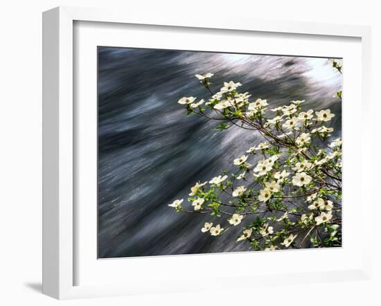 Pacific Dogwood (Cornus nuttallii) flowers blooming over Mackenzie River, Willamette National Fo...-null-Framed Photographic Print