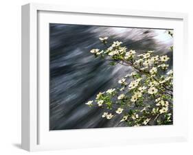 Pacific Dogwood (Cornus nuttallii) flowers blooming over Mackenzie River, Willamette National Fo...-null-Framed Photographic Print