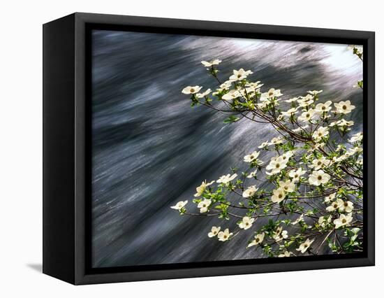 Pacific Dogwood (Cornus nuttallii) flowers blooming over Mackenzie River, Willamette National Fo...-null-Framed Stretched Canvas