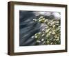 Pacific Dogwood (Cornus nuttallii) flowers blooming over Mackenzie River, Willamette National Fo...-null-Framed Photographic Print