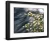 Pacific Dogwood (Cornus nuttallii) flowers blooming over Mackenzie River, Willamette National Fo...-null-Framed Photographic Print