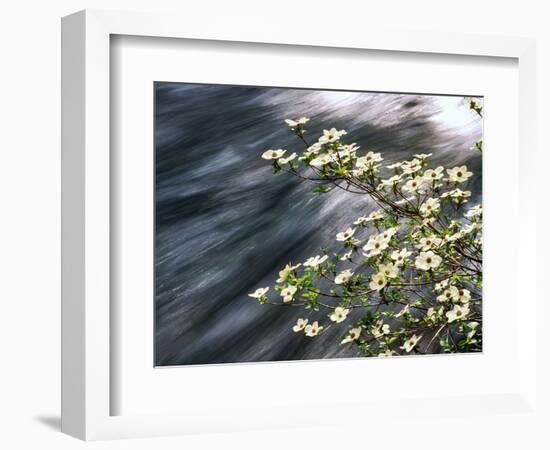 Pacific Dogwood (Cornus nuttallii) flowers blooming over Mackenzie River, Willamette National Fo...-null-Framed Photographic Print