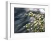 Pacific Dogwood (Cornus nuttallii) flowers blooming over Mackenzie River, Willamette National Fo...-null-Framed Photographic Print