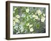 Pacific Dogwood Tree in Bloom, Yosemite National Park, California, USA-Adam Jones-Framed Premium Photographic Print