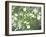 Pacific Dogwood Tree in Bloom, Yosemite National Park, California, USA-Adam Jones-Framed Premium Photographic Print