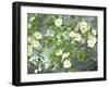 Pacific Dogwood Tree in Bloom, Yosemite National Park, California, USA-Adam Jones-Framed Premium Photographic Print