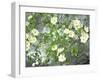 Pacific Dogwood Tree in Bloom, Yosemite National Park, California, USA-Adam Jones-Framed Premium Photographic Print