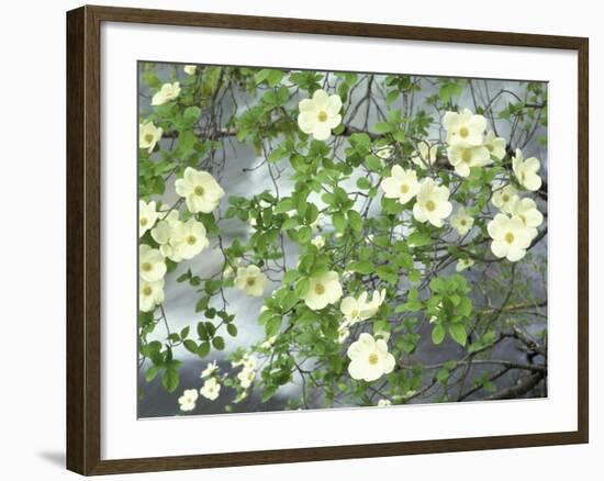 Pacific Dogwood Tree in Bloom, Yosemite National Park, California, USA-Adam Jones-Framed Photographic Print