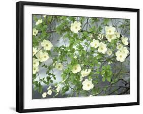 Pacific Dogwood Tree in Bloom, Yosemite National Park, California, USA-Adam Jones-Framed Photographic Print