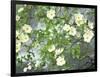 Pacific Dogwood Tree in Bloom, Yosemite National Park, California, USA-Adam Jones-Framed Photographic Print