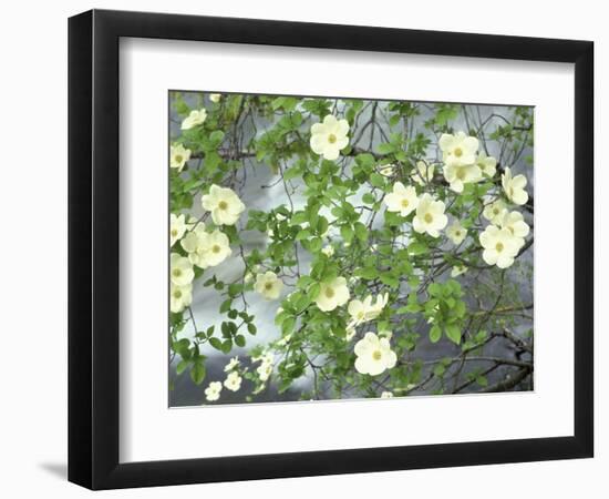 Pacific Dogwood Tree in Bloom, Yosemite National Park, California, USA-Adam Jones-Framed Photographic Print