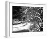 Pacific Dogwood Tree, Merced River, Yosemite National Park, California, USA-Adam Jones-Framed Photographic Print