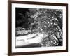 Pacific Dogwood Tree, Merced River, Yosemite National Park, California, USA-Adam Jones-Framed Photographic Print