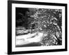 Pacific Dogwood Tree, Merced River, Yosemite National Park, California, USA-Adam Jones-Framed Photographic Print