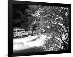 Pacific Dogwood Tree, Merced River, Yosemite National Park, California, USA-Adam Jones-Framed Photographic Print