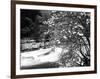 Pacific Dogwood Tree, Merced River, Yosemite National Park, California, USA-Adam Jones-Framed Photographic Print