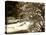 Pacific Dogwood Tree, Merced River, Yosemite National Park, California, USA-Adam Jones-Stretched Canvas