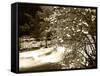 Pacific Dogwood Tree, Merced River, Yosemite National Park, California, USA-Adam Jones-Framed Stretched Canvas