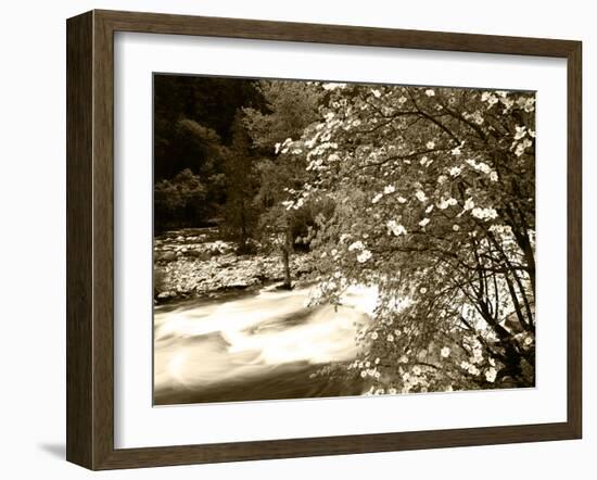 Pacific Dogwood Tree, Merced River, Yosemite National Park, California, USA-Adam Jones-Framed Photographic Print