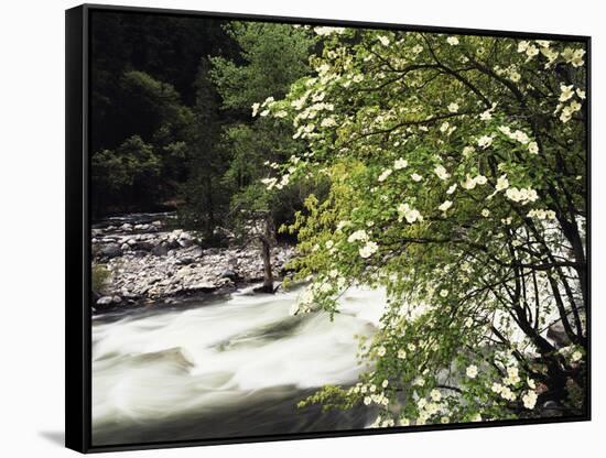 Pacific Dogwood Tree, Merced River, Yosemite National Park, California, USA-Adam Jones-Framed Stretched Canvas