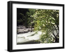 Pacific Dogwood Tree, Merced River, Yosemite National Park, California, USA-Adam Jones-Framed Premium Photographic Print