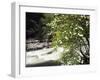 Pacific Dogwood Tree, Merced River, Yosemite National Park, California, USA-Adam Jones-Framed Premium Photographic Print