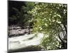 Pacific Dogwood Tree, Merced River, Yosemite National Park, California, USA-Adam Jones-Mounted Premium Photographic Print