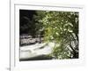 Pacific Dogwood Tree, Merced River, Yosemite National Park, California, USA-Adam Jones-Framed Photographic Print