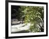 Pacific Dogwood Tree, Merced River, Yosemite National Park, California, USA-Adam Jones-Framed Photographic Print